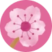 Cherry Blossom Icon
