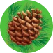 Pinesol Icon
