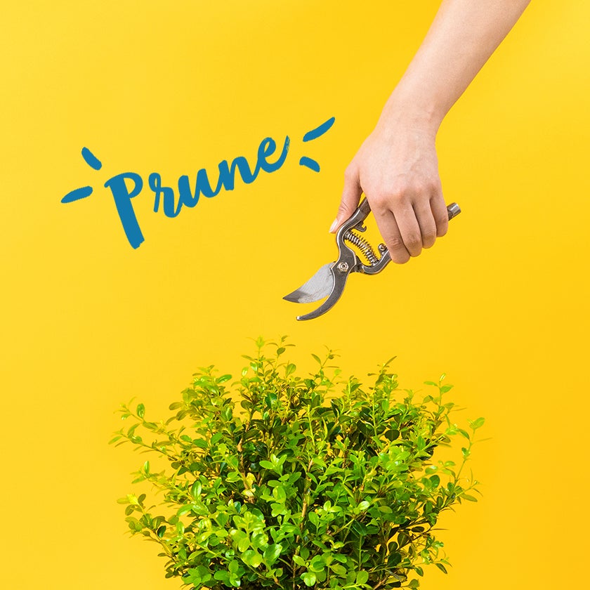 When to Prune your plants